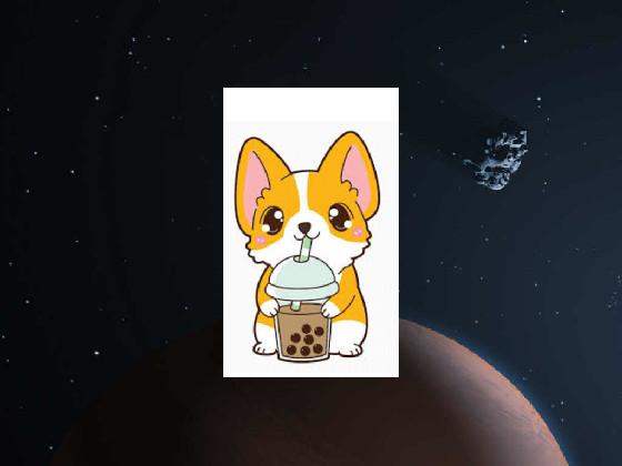 corgie boba