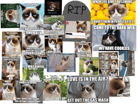 Grumpy Cat, R.I.P.