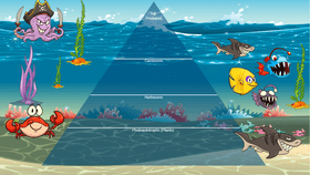 Ocean Ecological Pyramid