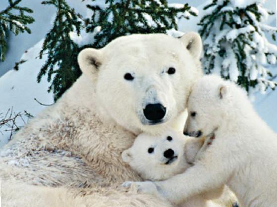 polar bear family