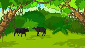 water buffalo vs bull