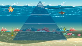 Ocean Ecological Pyramid