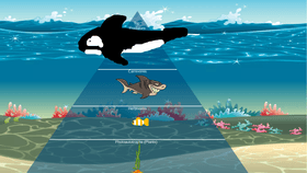 Ocean Ecological Pyramid