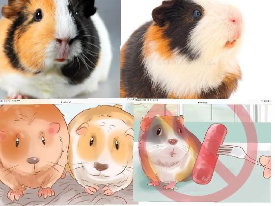 guinea pig squad!