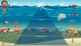 Ocean Ecological Pyramid