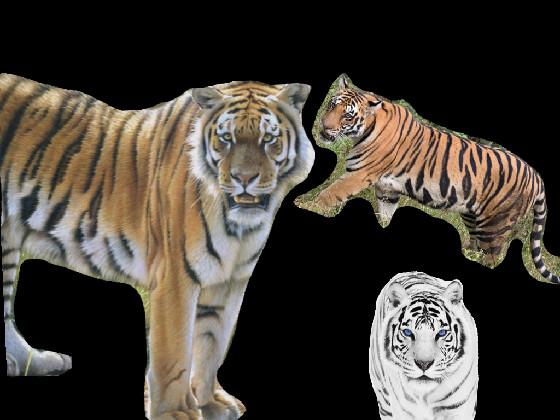 Save the tigers!!! 🐅 1 1 1 - copy - copy - copy - copy 1