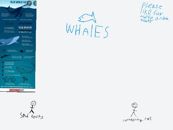 WHALE FACTS :)