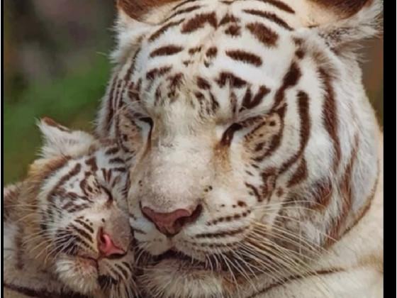 FunFactsAboutWhiteTigers