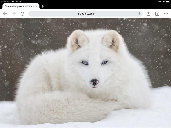 snow fox