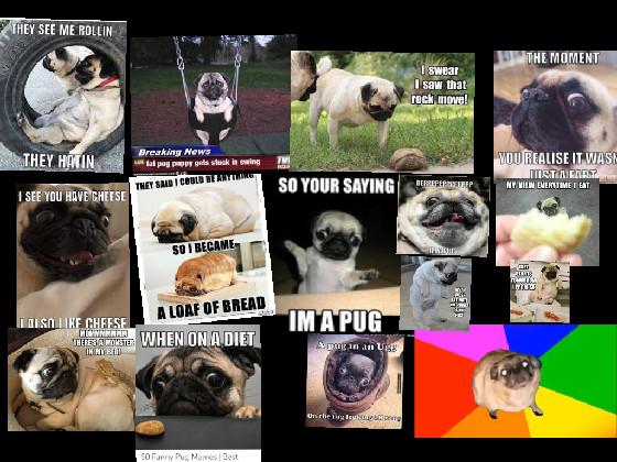 Pug memes funny 1