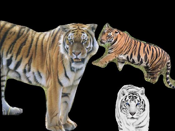 Save the tigers!!! 🐅 1 1 1 - copy - copy 1