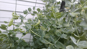 Look at my snowpea plant!