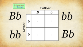 Punnett Square - TEMPLATE