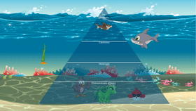 Ocean Ecological Pyramid