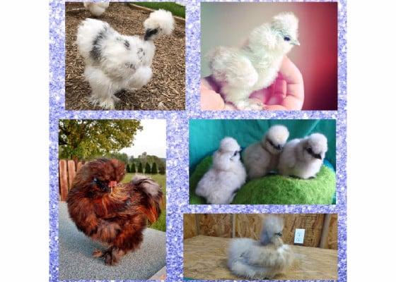 Super cute silkie chickens (some chicks)