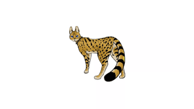 beautiful serval