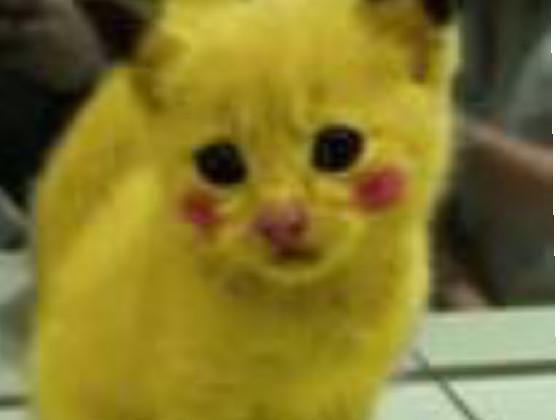 pika-cat meow