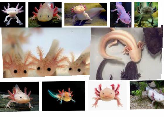 save the axolotls