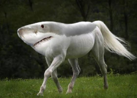 Pony shark glitch 1 1