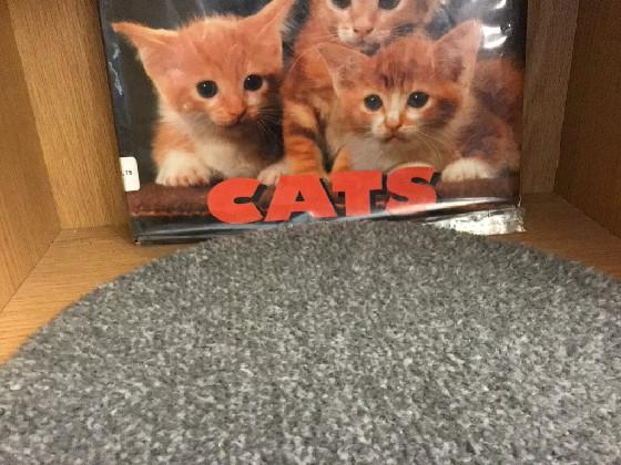 kittens