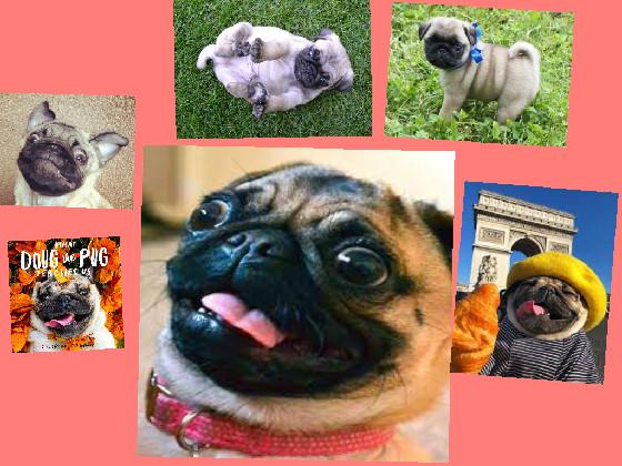 WHY WE NEED PUGS🐶  1