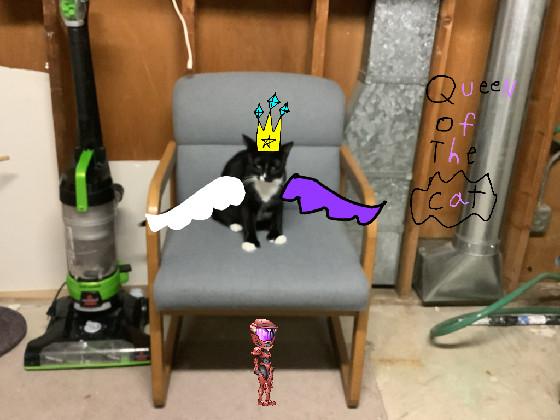 my cat is a queen