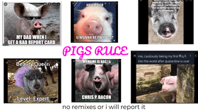 pig memes