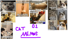 Cat memes 0.1