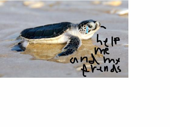 save the sea turtles 