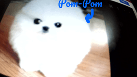 puppy who is actually pom pom