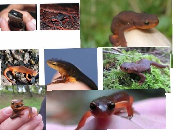 save the newts