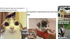 cat memes