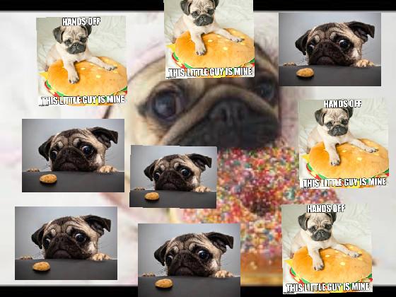 Pug life 1