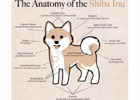 Shibe Anatomy