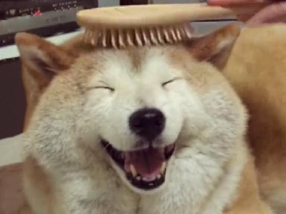 Brush boi