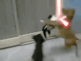 Jedi cat vs. dog
