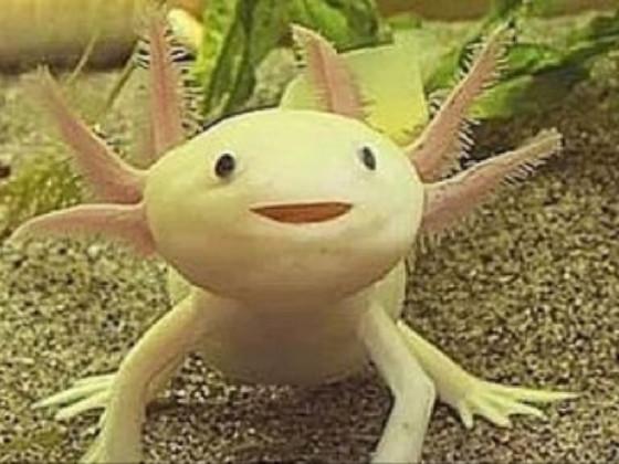 axolotl plz like 1