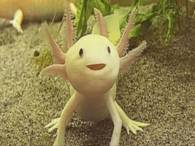 axolotl plz like 1