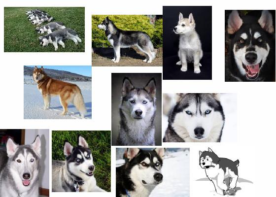 to all husky lovers