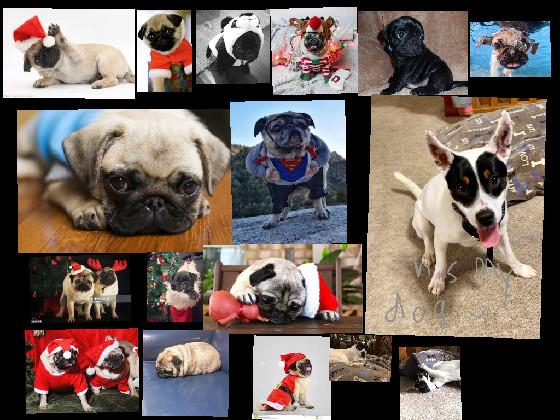 Cute pugs part 2