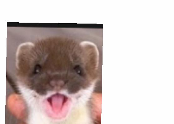 spin draw ferret 1