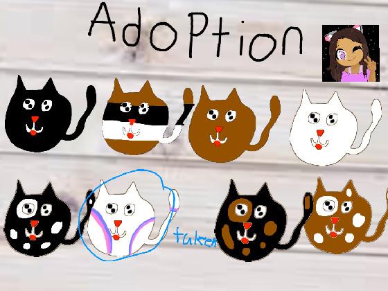  adopt cat’s  1