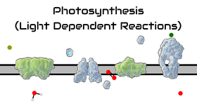 Photosynthesis (finished) XVI