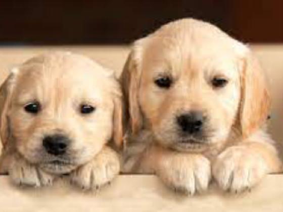 cute dogs