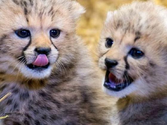 cute cheetahs!!!!!!