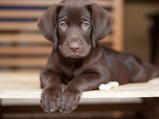 chocolate lab