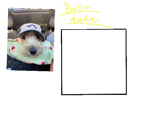 Bella Dudes Entry