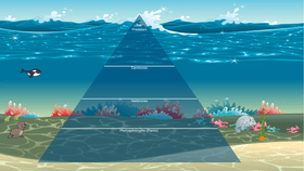 Ocean Ecological Pyramid II