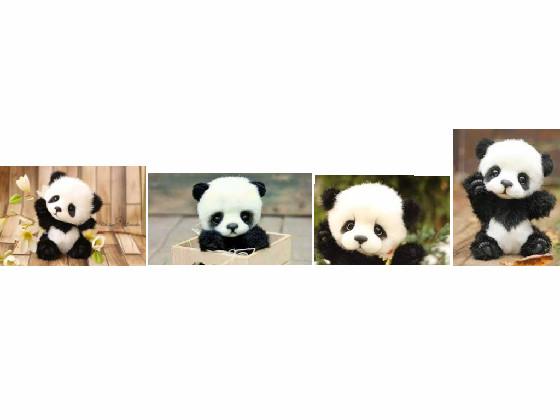 cute baby panda's