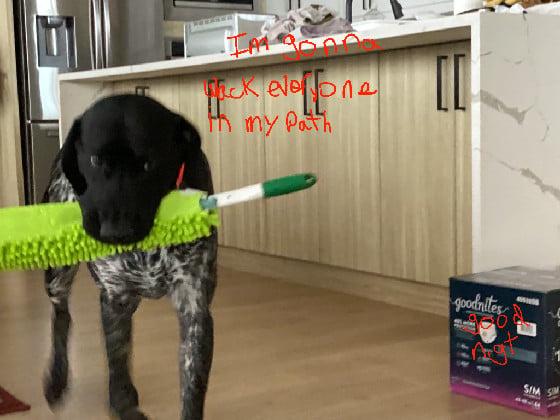 my dog meme